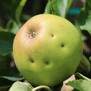 Apfelfruchtstecher