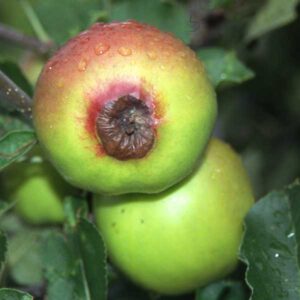 Fruchtfäulen Apfel