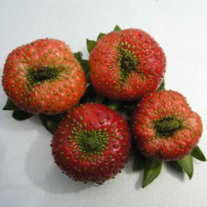Wanzenschäden an Erdbeeren